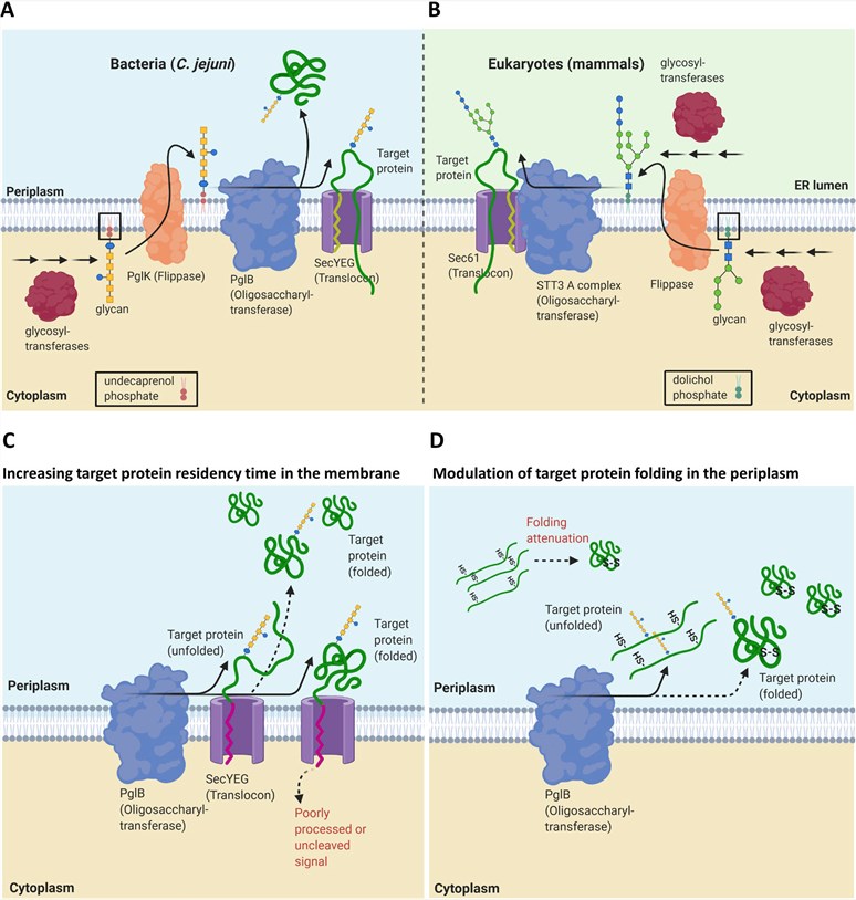 Schematic overview of native N-linked protein glycosylation pathway and proposed strategies to improve sequon accessibility of recombinant target protein to PglB during glycosylation in glycoengineered E. coli.