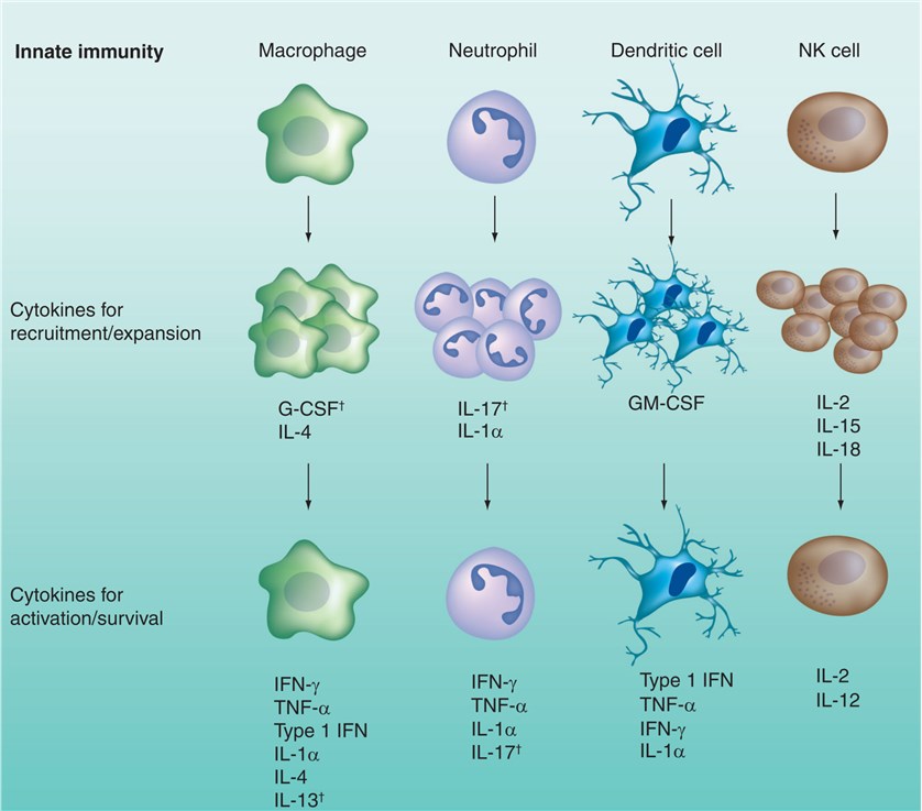 Roles of particle-encapsulated cytokines in the regulation of innate immune cells.