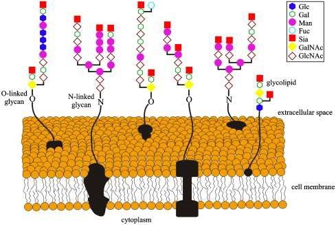 Fig.1 Cell surface carbohydrate heterogeneity. (Kankia, 2015)