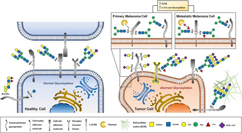 Glycosylation alterations in cancer. 