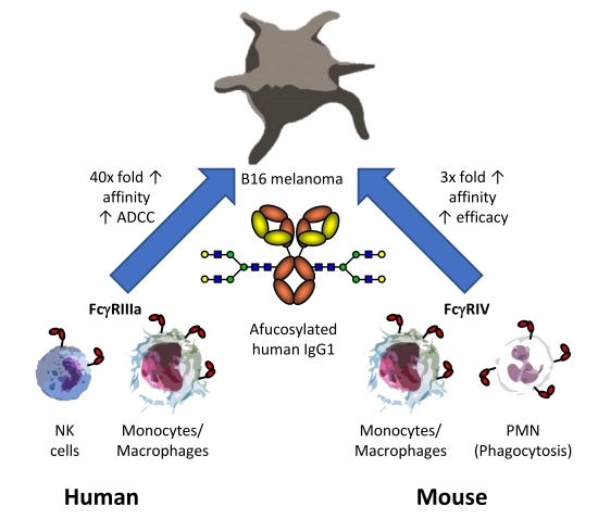 Fig.1 Diagram showing how an afucosylated IgG1 antibody increases affinity for Fc receptors on human and mouse immune cells, leading to enhanced ADCC and efficacy against melanoma. (OA Literature) 