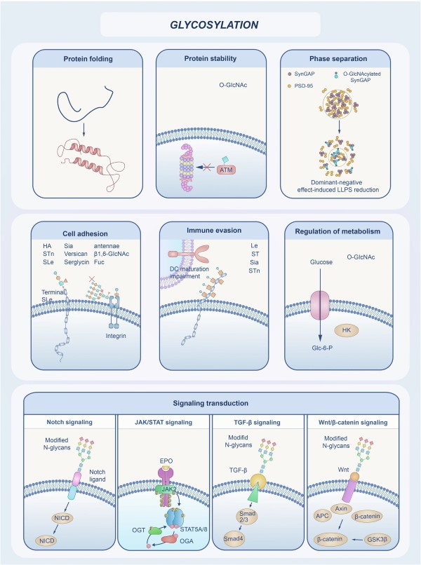 Fig.1 A comprehensive infographic illustrating the diverse biological functions of glycosylation, showing its critical role in protein folding, cell adhesion, immune evasion, metabolism, and key cellular signaling pathways. (OA Literature) 
