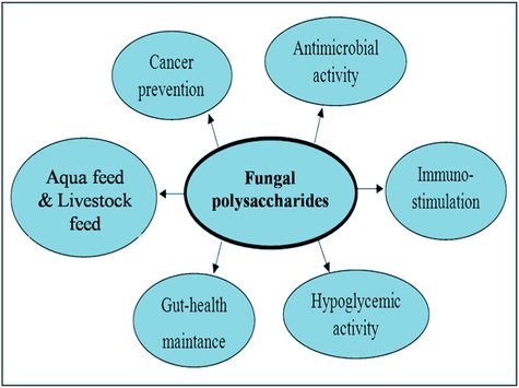 Potential uses of bioactive fungal polysaccharides.
