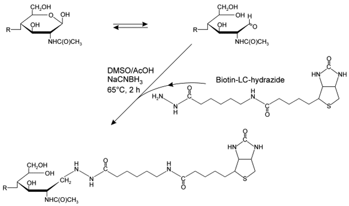 Coupling of biotin-LC-hydrazide to the reducing ends of carbohydrates.