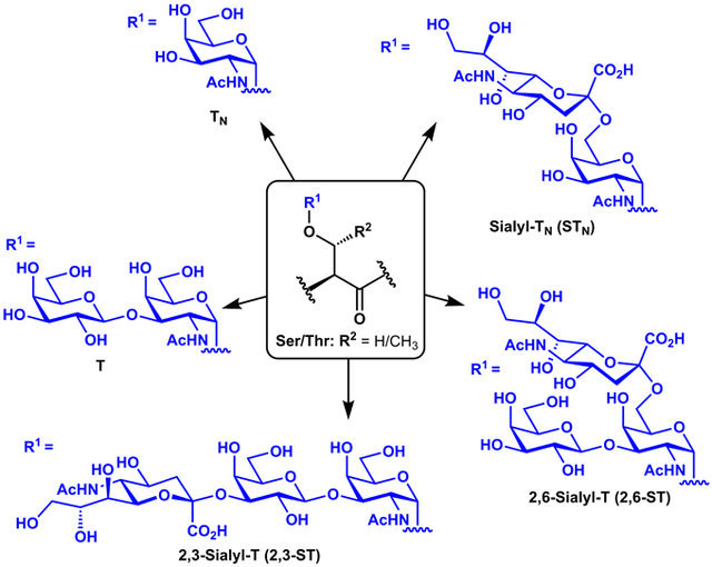 Fig.1 Structures of common tumor-associated carbohydrate antigens. (McDonald, Byrne & Payne, 2015)