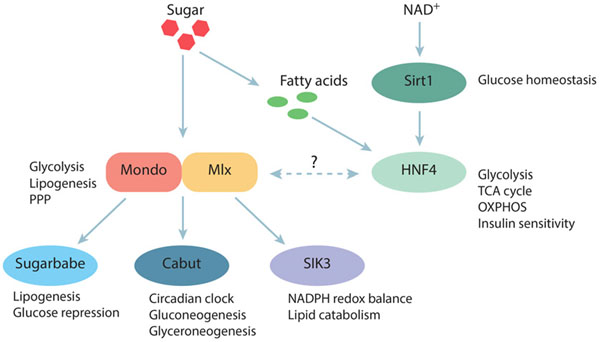 Intracellular sugar-responsive gene regulatory network.
