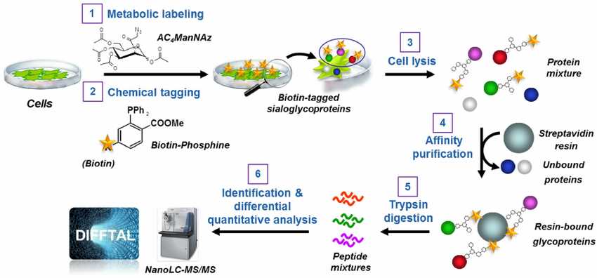 Profiling cell surface sialoglycoproteins via the bio-orthogonal chemical reporter strategy combined with quantitative shotgun proteomics.