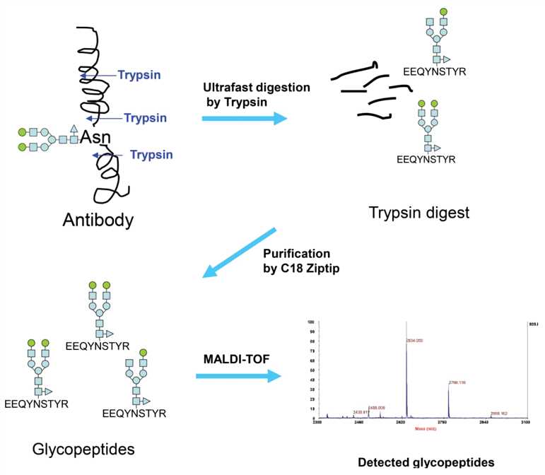 Strategy used in the new glycan analysis of antibodies