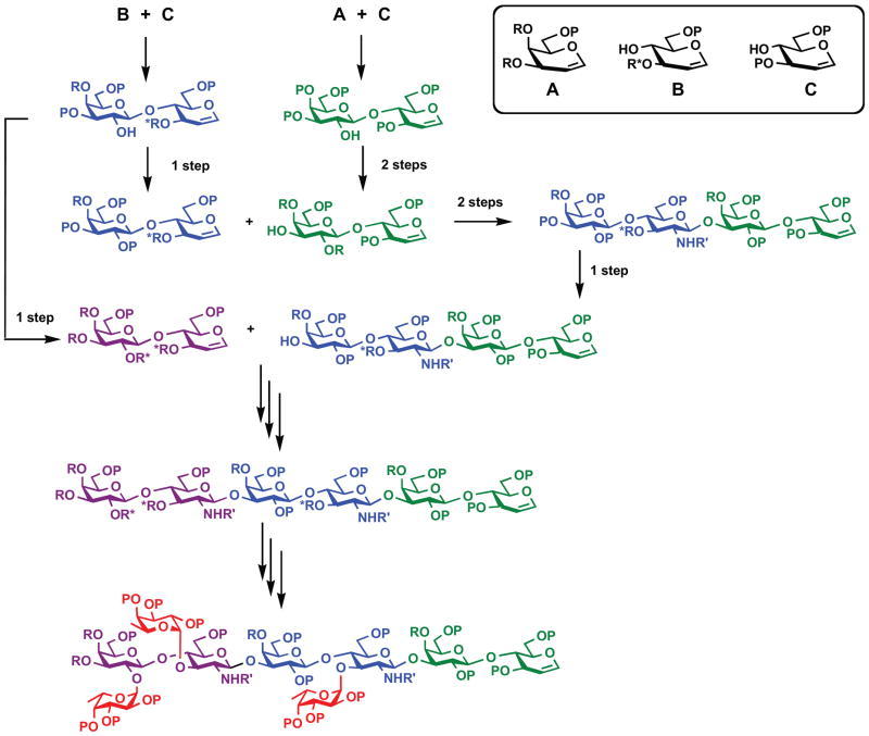 Various transformations in a typical complex glycan synthesis