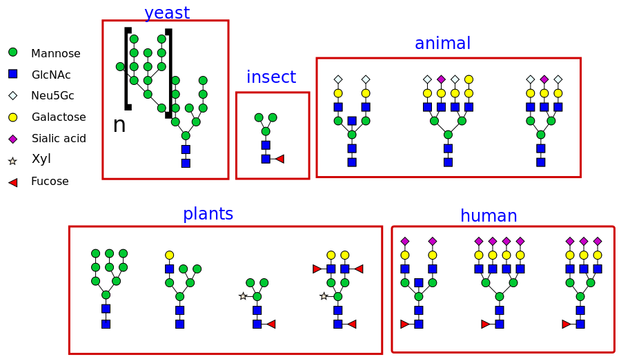 The different types of glycans produced in different organisms.