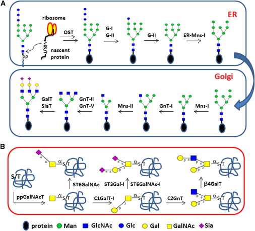 Biosynthetic pathways for glycoproteins