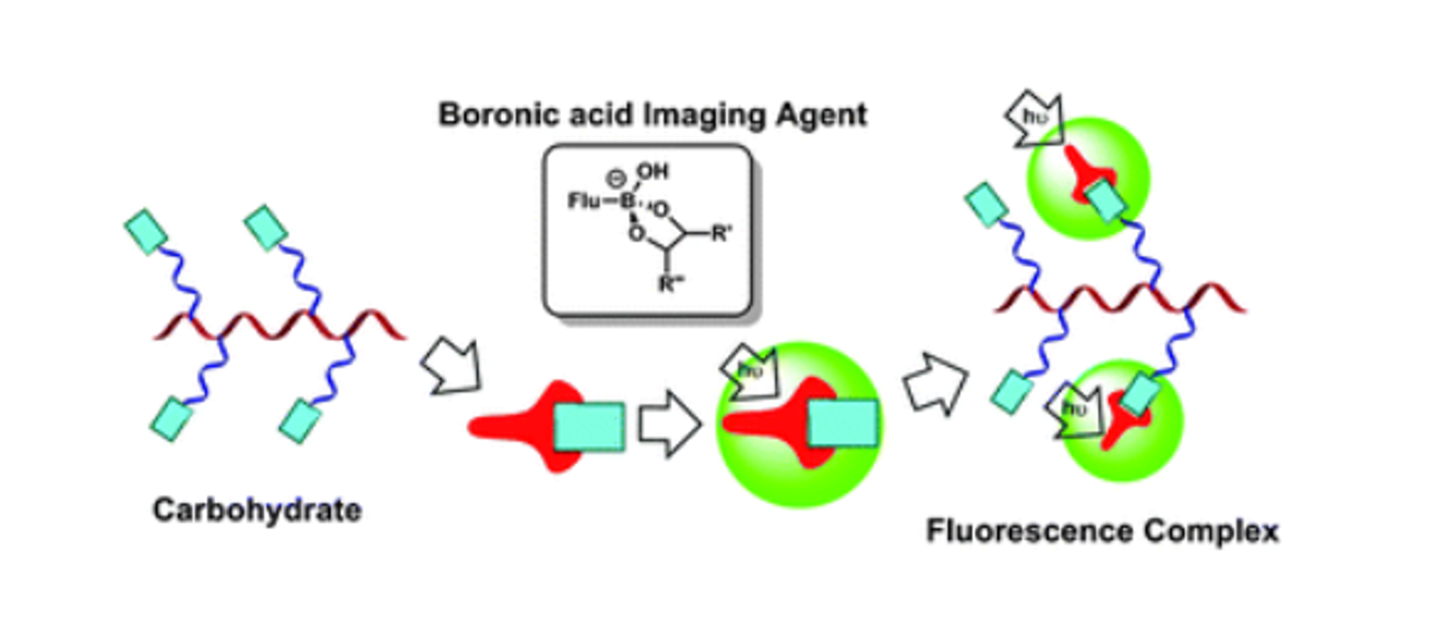 Boronic acids for fluorescence imaging of carbohydrates.