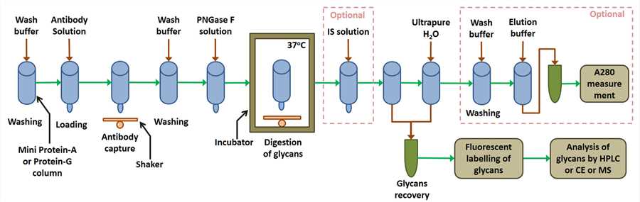 Workflow of isolation and characterization of N-glycans from antibodies.