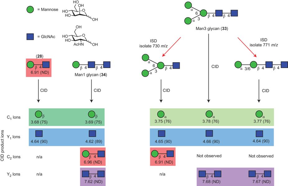 Glycan sequencing of Man3 glycan and the related Man1 glycan