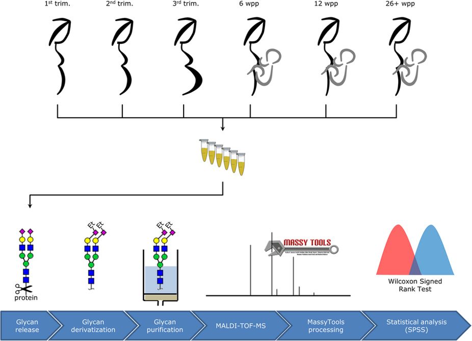 Fig.1 MALDI-TOF MS-based glycomics working process.