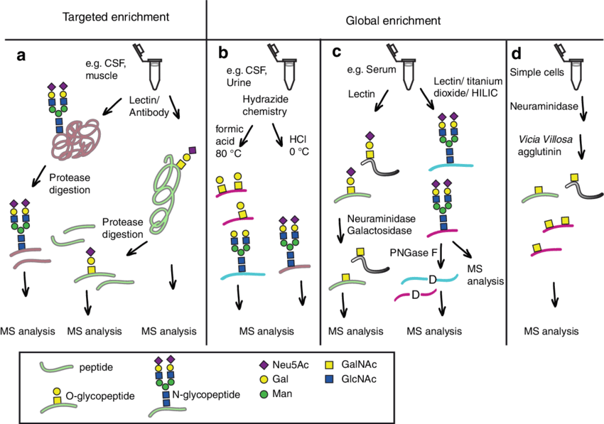 Schematic view of glycoproteomics methods for glycoproteins and glycopeptides
