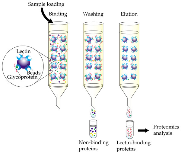 Fig. 1 The process of immobilized-lectin affinity chromatography.