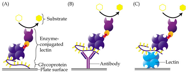Different approaches of enzyme-linked lectin assay