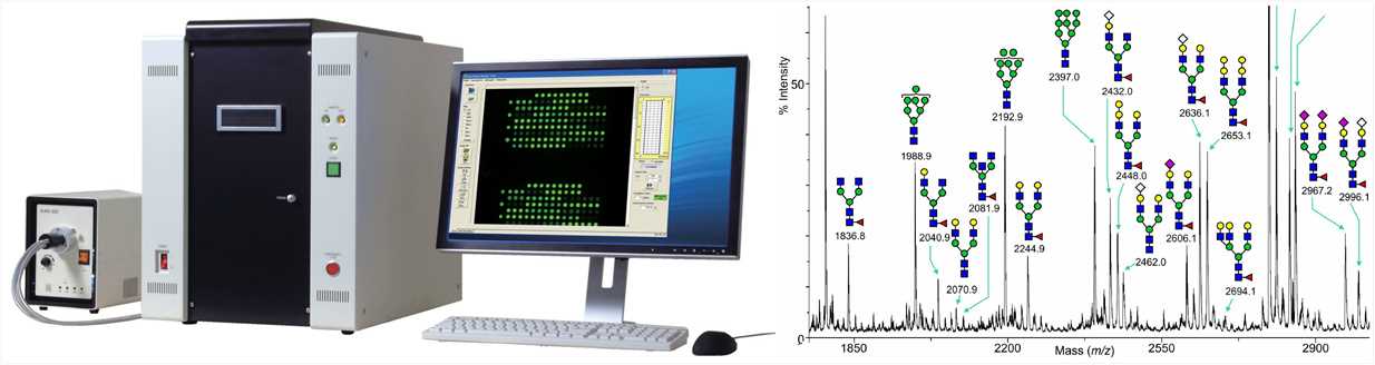 Glycoprotein structure analysis.