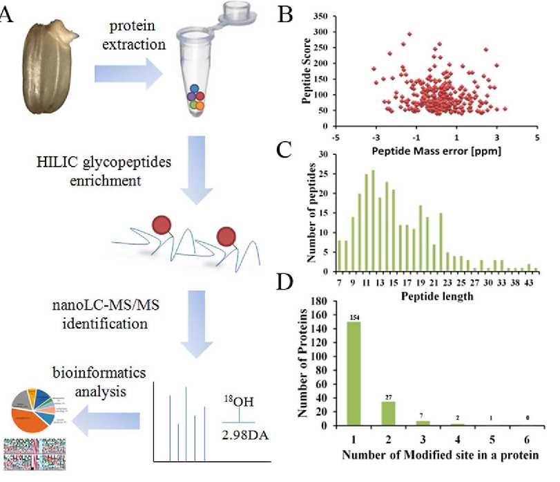 Workflow of the glycosylation sites mapping