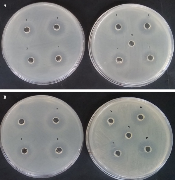 Antimicrobial activity of cell free culture supernatants of Lactobacillus isolates.
