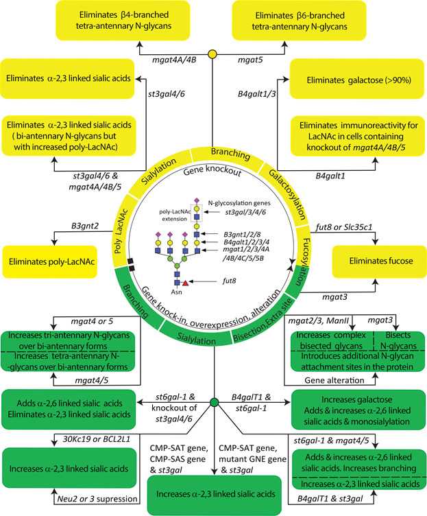 Summary of genetic approaches for manipulating glycosylation in CHO cells. Gene knockouts are represented in yellow and gene knock-in, over expression and alteration are represented in green
