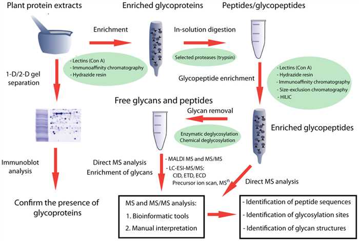 A schematic overview of experimental approaches for the systematic characterization of glycoproteins by mass spectrometry-based proteomic analysis.