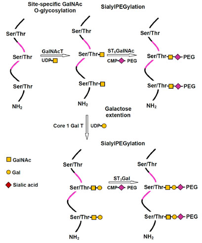 Fig.2 PEGylation of carbohydrates. (Giorgi, Agusti & de Lederkremer, 2014)