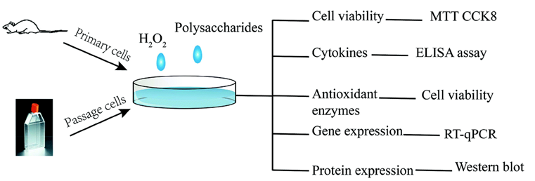 Steps involved, methods, and techniques followed to evaluate the antioxidant activity of polysaccharide.