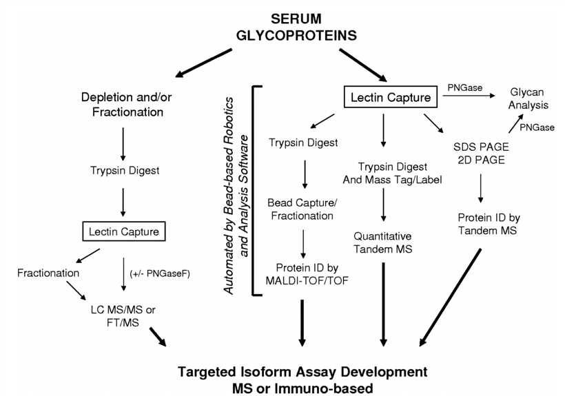 Serum glycoproteins research experimental flowchart by combining lectin capture strategies with mass spectrometry approaches