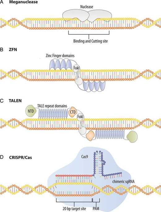 Schematic depiction of nuclease-based precision gene editing techniques