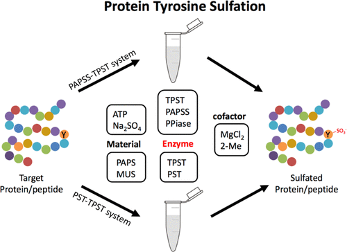Process of protein tyrosine sulfated modification.