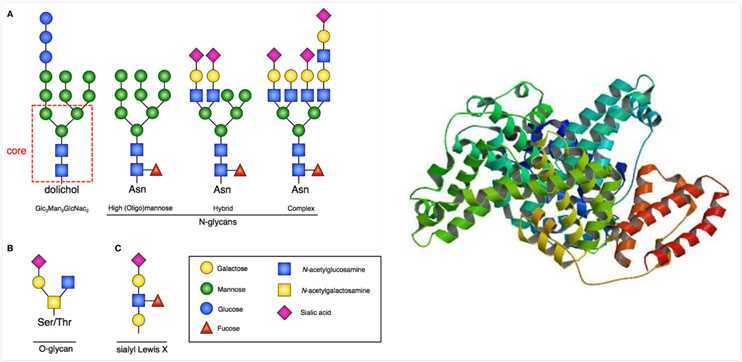 Structure of glycan and glycoprotein