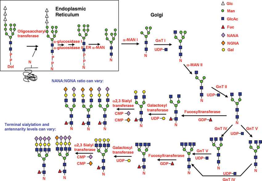 Glycosylation pathway in a CHO cell line