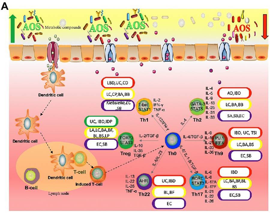 Fig.1 The Role of Alginate Oligosaccharides (AOS) in the Inflammatory Immunology Process of the Intestine.