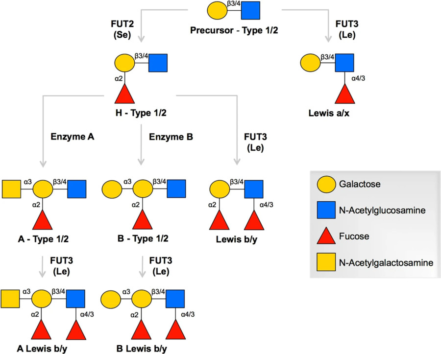Fig.1 The biosynthetic process underlying histo-blood group antigen (HBGA) formation.