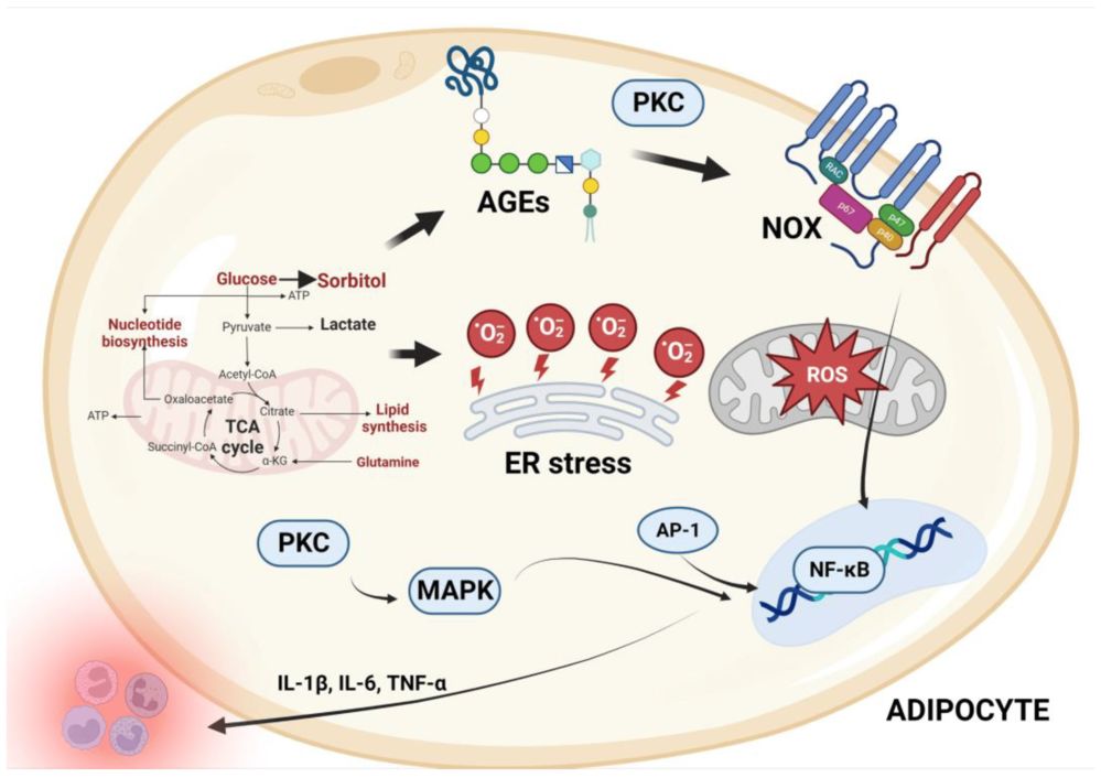 Fig.1 Suggested mechanisms underlying oxidative stress with AGEs involved.