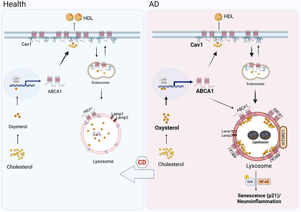 Fig.2 Carbohydrate Chains in Lipid Metabolism and Age-Related Diseases: Insights from Alzheimer's Disease.