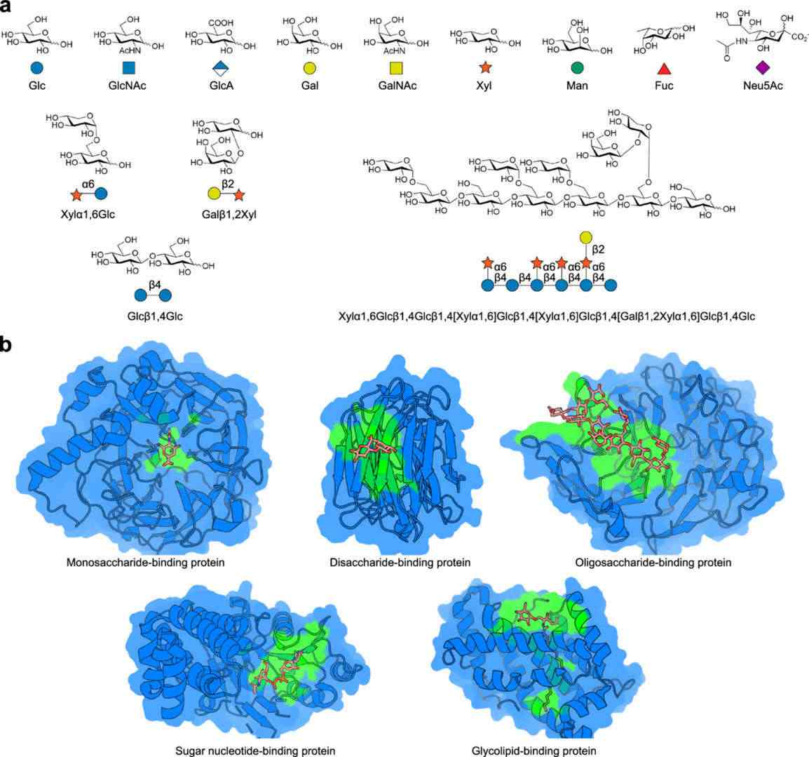 Fig.1 Diversity and Complexity of Carbohydrates and Their Binding Domains.