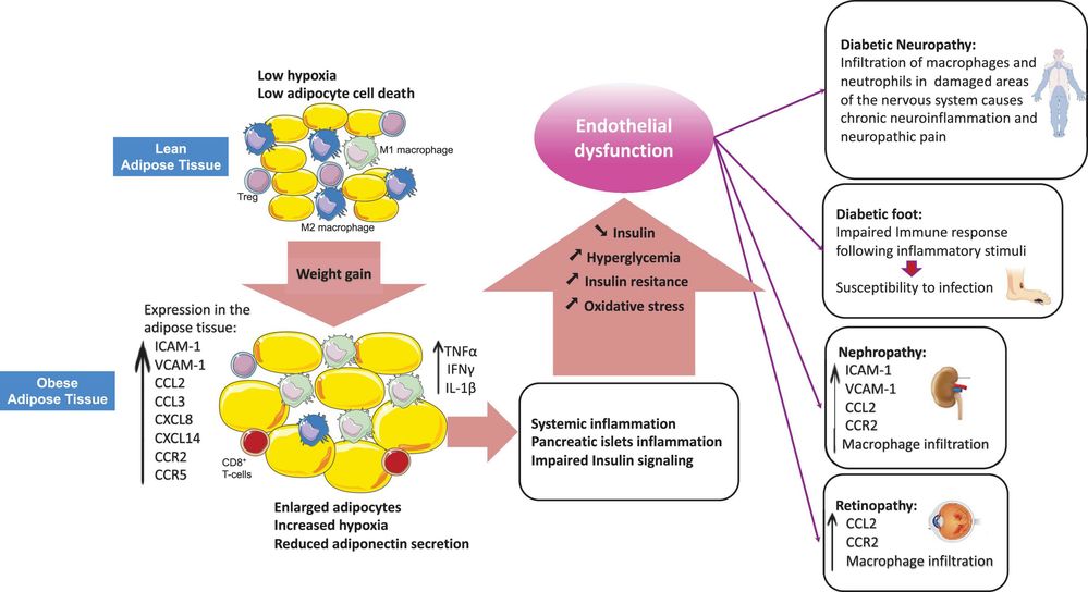 Fig.2 Disruption of Leukocyte Trafficking in Obesity-Related Type 2 Diabetes Mellitus
