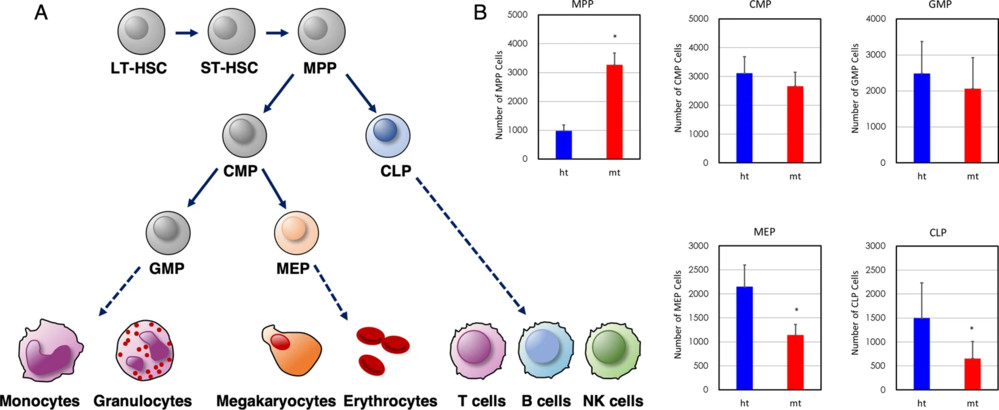 Fig.1 Hematopoietic Stem/Progenitor Cell (HSPC) Development and Differentiation