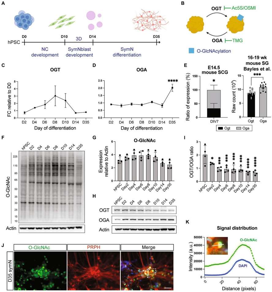 Fig.1 O-GlcNAcylation in Sympathetic Nervous System Neurons.
