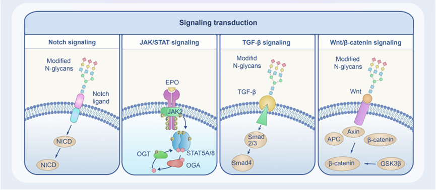 Fig.2 Glycosylation Regulation in Cellular Signaling Pathways. 