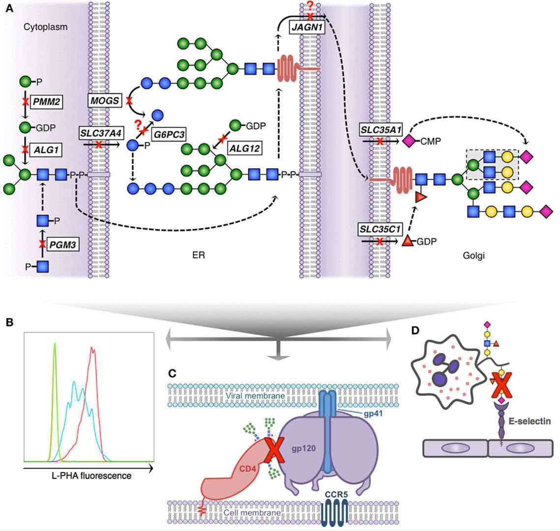 Fig.1 Immunological implications of defects in glycosylation pathways.