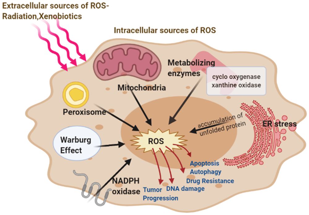 Fig.1 Key Intracellular and Extracellular ROS Sources.