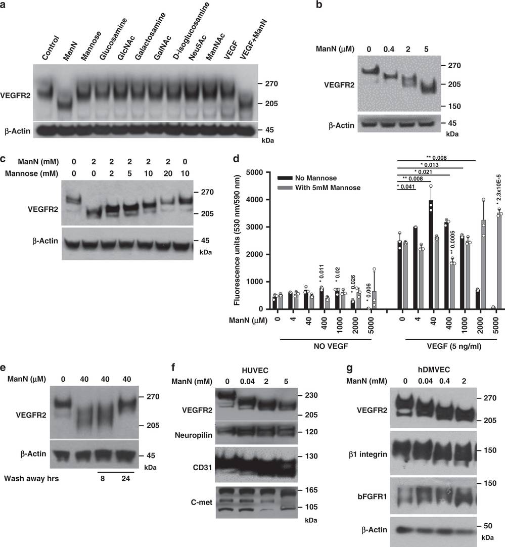 Fig.2 impact of ManN-Induced Glycosylation Inhibition on Protein Modifications and Endothelial Cell Stress Pathways.