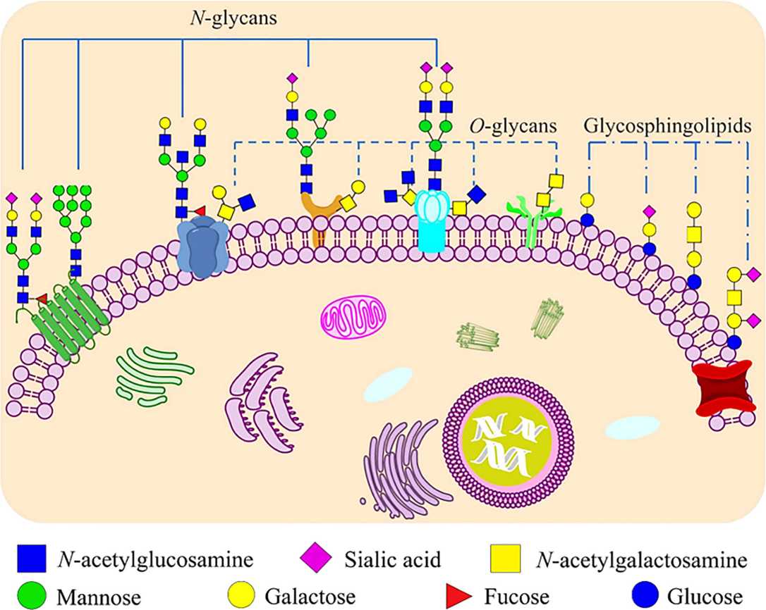 Fig.1 Glycoconjugates, formed by the covalent attachment of carbohydrates to proteins and lipids, are integral components of mammalian cell membranes.