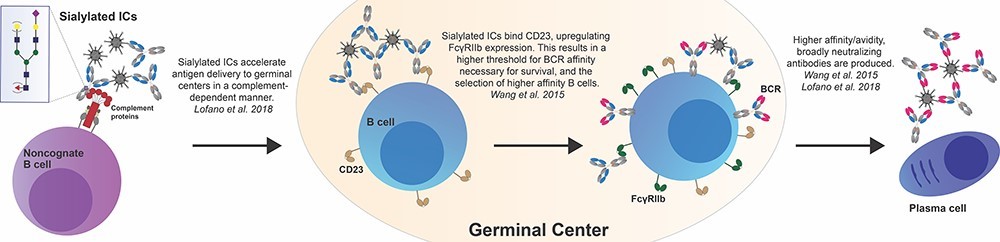 Fig.2 Exploring the Impact of IgG Fc Sialylation on the Evolution of High-Avidity and High-Affinity Antibody Responses.