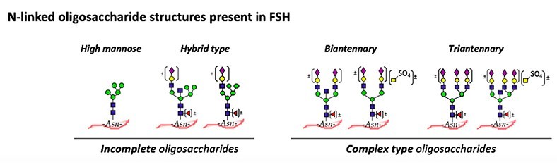 Fig.1 Different N-linked Oligosaccharide Structures on Human FSH.