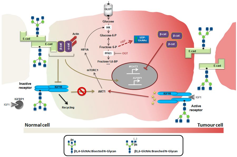 Fig.2 Modified Glycan in the Insulin/IGF System.